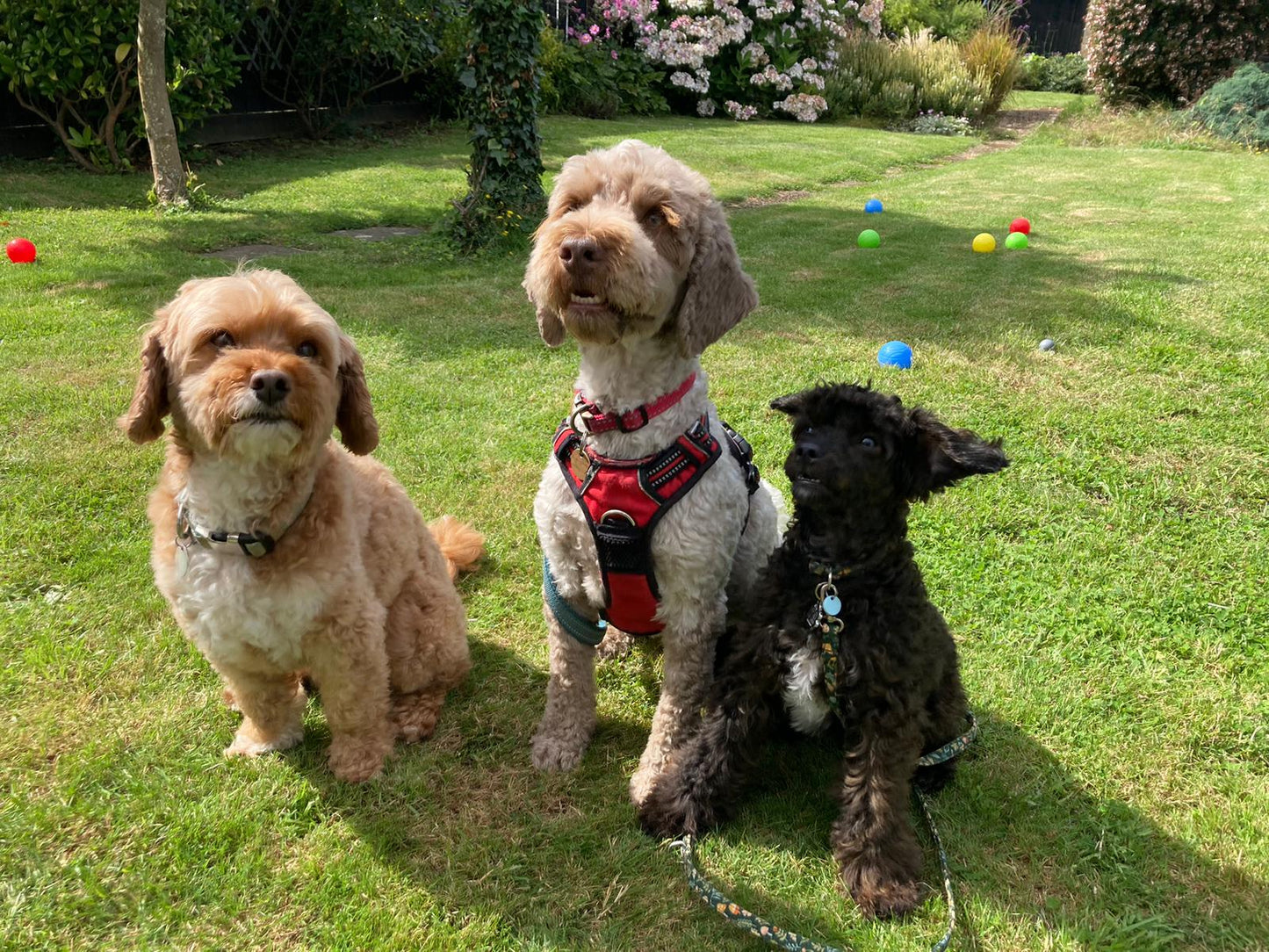 Dog poo bag holders - Sunshine and Raebows