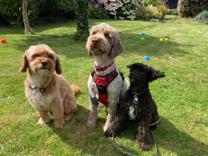 Dog poo bag holders - Sunshine and Raebows
